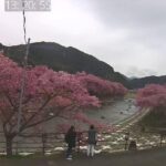 沢田～峰地区から河津川と河津桜のライブカメラ|静岡県河津町のサムネイル