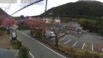 梨本（河津七滝）から河津桜のライブカメラ|静岡県河津町のサムネイル