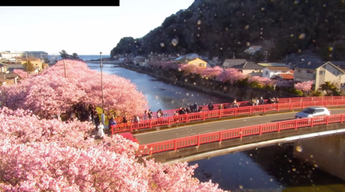 伊豆の河津川・舘橋（河津桜）のライブカメラ|静岡県河津町のサムネイル