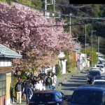 河津桜原木のライブカメラ|静岡県河津町のサムネイル