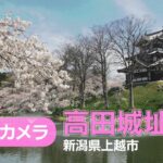 新潟県道38号 高田城址公園のライブカメラ|新潟県上越市のサムネイル