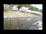 岩屋公園キャンプ場・桜のライブカメラ|鹿児島県南九州市のサムネイル