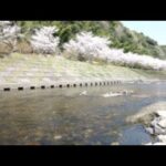 岩屋公園キャンプ場・桜のライブカメラ|鹿児島県南九州市のサムネイル