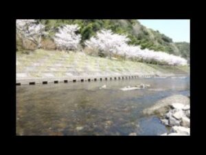 鹿児島県南九州市 岩屋公園キャンプ場・桜・紅葉のライブカメラ