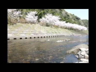 岩屋公園キャンプ場・桜のライブカメラ|鹿児島県南九州市