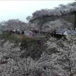 津山城・鶴山公園のライブカメラ|岡山県津山市のサムネイル