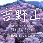 奈良吉野山・千本桜のライブカメラ|奈良県吉野町のサムネイル