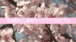 高遠城址公園内の桜のライブカメラ|長野県伊那市のサムネイル