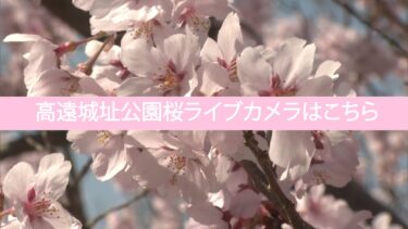 高遠城址公園内の桜のライブカメラ|長野県伊那市