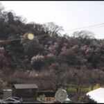 花見山公園の桜のライブカメラ|福島県福島市のサムネイル