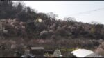 花見山公園の桜のライブカメラ|福島県福島市のサムネイル