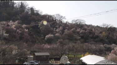 花見山公園の桜のライブカメラ|福島県福島市