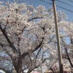 五条川の桜並木のライブカメラ|愛知県大口町のサムネイル