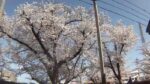 五条川の桜並木のライブカメラ|愛知県大口町のサムネイル