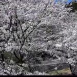 美杉リゾートより桜並木のライブカメラ|三重県津市のサムネイル