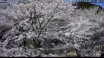 美杉リゾートより桜並木のライブカメラ|三重県津市のサムネイル