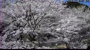 美杉リゾートより桜並木のライブカメラ|三重県津市