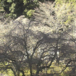 あきつの小野公園・桜のライブカメラ|奈良県川上村のサムネイル