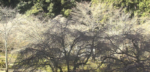 あきつの小野公園・桜のライブカメラ|奈良県川上村のサムネイル