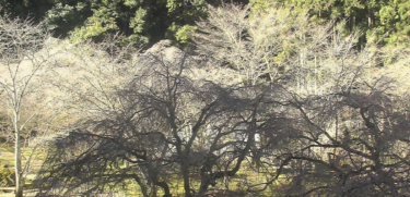 あきつの小野公園・桜のライブカメラ|奈良県川上村