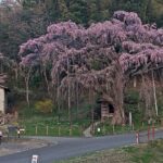 紅枝垂地蔵ザクラのライブカメラ|福島県郡山市のサムネイル