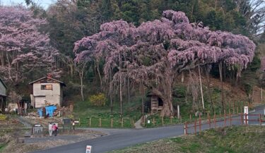 紅枝垂地蔵ザクラのライブカメラ|福島県郡山市