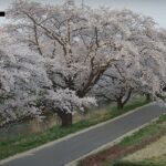 藤田川ふれあい桜のライブカメラ|福島県郡山市のサムネイル