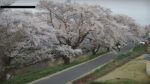 藤田川ふれあい桜のライブカメラ|福島県郡山市のサムネイル