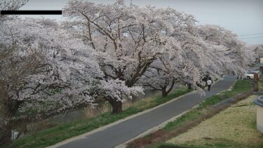 藤田川ふれあい桜のライブカメラ|福島県郡山市