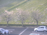 兵神装備滋賀事業所より桜並木のライブカメラ|滋賀県長浜市のサムネイル