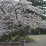 本荘公園・桜開花情報のライブカメラ|秋田県由利本荘市のサムネイル