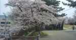本荘公園・桜開花情報のライブカメラ|秋田県由利本荘市のサムネイル