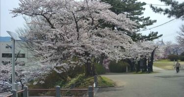 本荘公園・桜開花情報のライブカメラ|秋田県由利本荘市