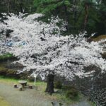 岩槻城址公園のライブカメラ|埼玉県さいたま市のサムネイル