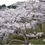 加護坊山・桜まつりのライブカメラ|宮城県大崎市のサムネイル