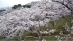 加護坊山・桜まつりのライブカメラ|宮城県大崎市のサムネイル