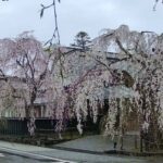 角館の桜まつりのライブカメラ|秋田県仙北市のサムネイル