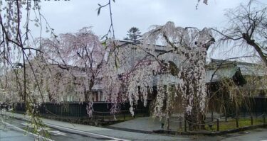角館の桜まつりのライブカメラ|秋田県仙北市