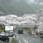 上池原・下北山の桜並木のライブカメラ|奈良県下北山村のサムネイル