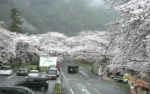 上池原・下北山の桜並木のライブカメラ|奈良県下北山村のサムネイル