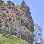 合戦場のしだれ桜のライブカメラ|福島県二本松市のサムネイル