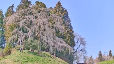 合戦場のしだれ桜のライブカメラ|福島県二本松市