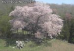 越代の桜のライブカメラ|福島県古殿町のサムネイル