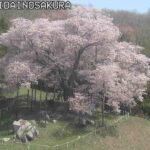 越代の桜のライブカメラ|福島県古殿町のサムネイル