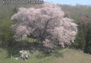 越代の桜のライブカメラ|福島県古殿町