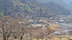 大鹿村・大西公園の桜のライブカメラ|長野県大鹿村のサムネイル