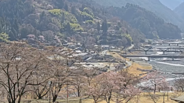 大鹿村・大西公園の桜のライブカメラ|長野県大鹿村