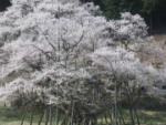 淡墨桜のライブカメラ|岐阜県本巣市のサムネイル