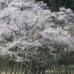 淡墨桜のライブカメラ|岐阜県本巣市のサムネイル