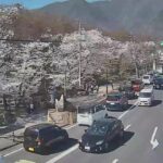 上田城千本桜・二の丸通りのライブカメラ|長野県上田市のサムネイル